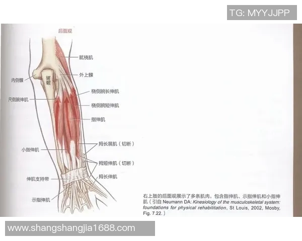 打篮球时手指伸展导致肌腱断裂的风险与预防措施解析